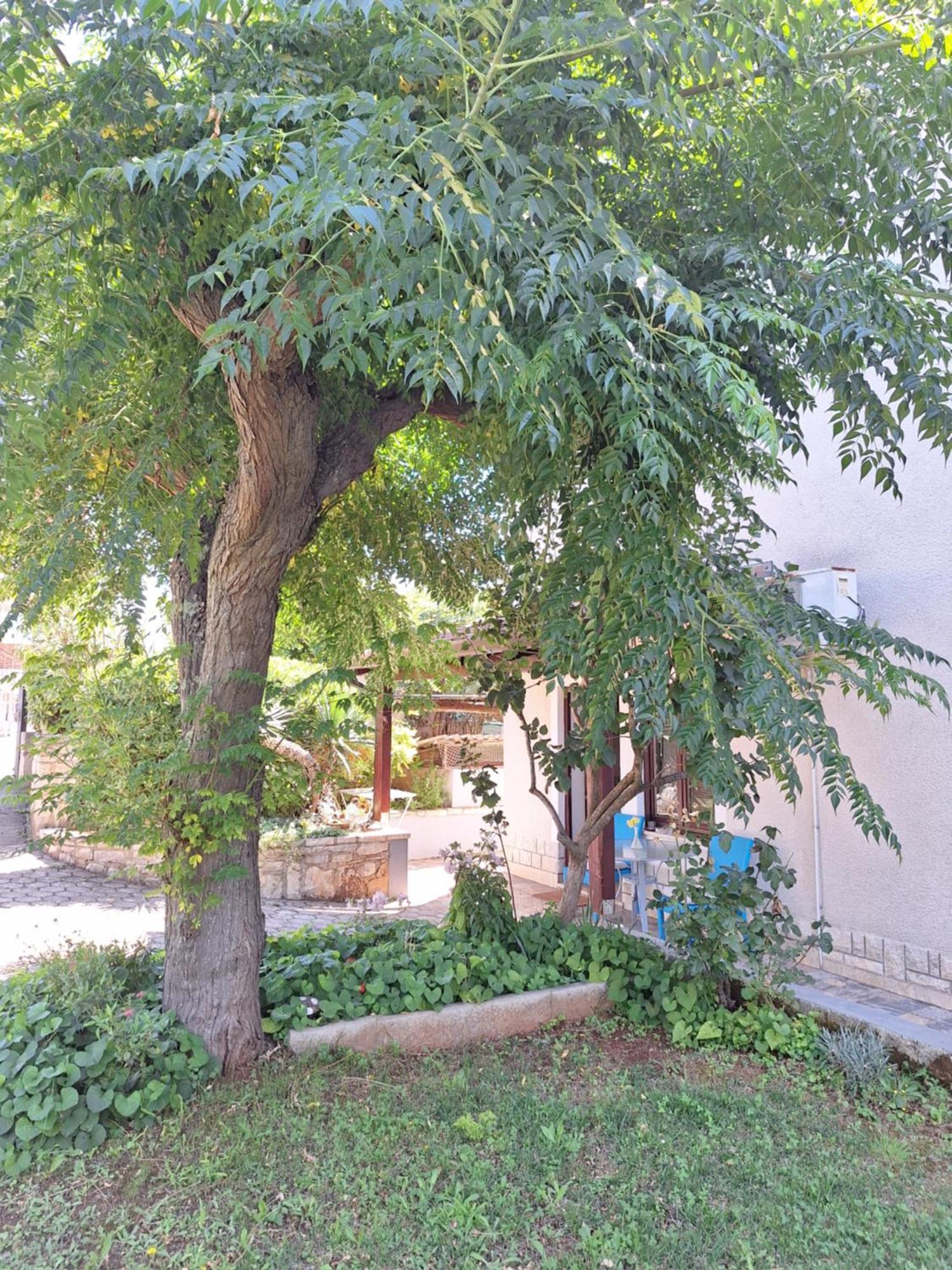 Apartments Reinic Novigrad Istria Esterno foto